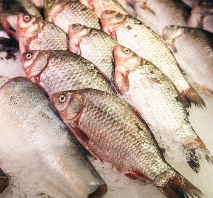 Exportação de Camarões e Pescados